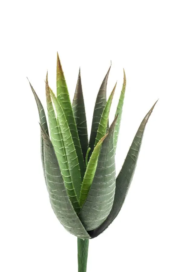Aloa Vera - 15 listova - 23 cm