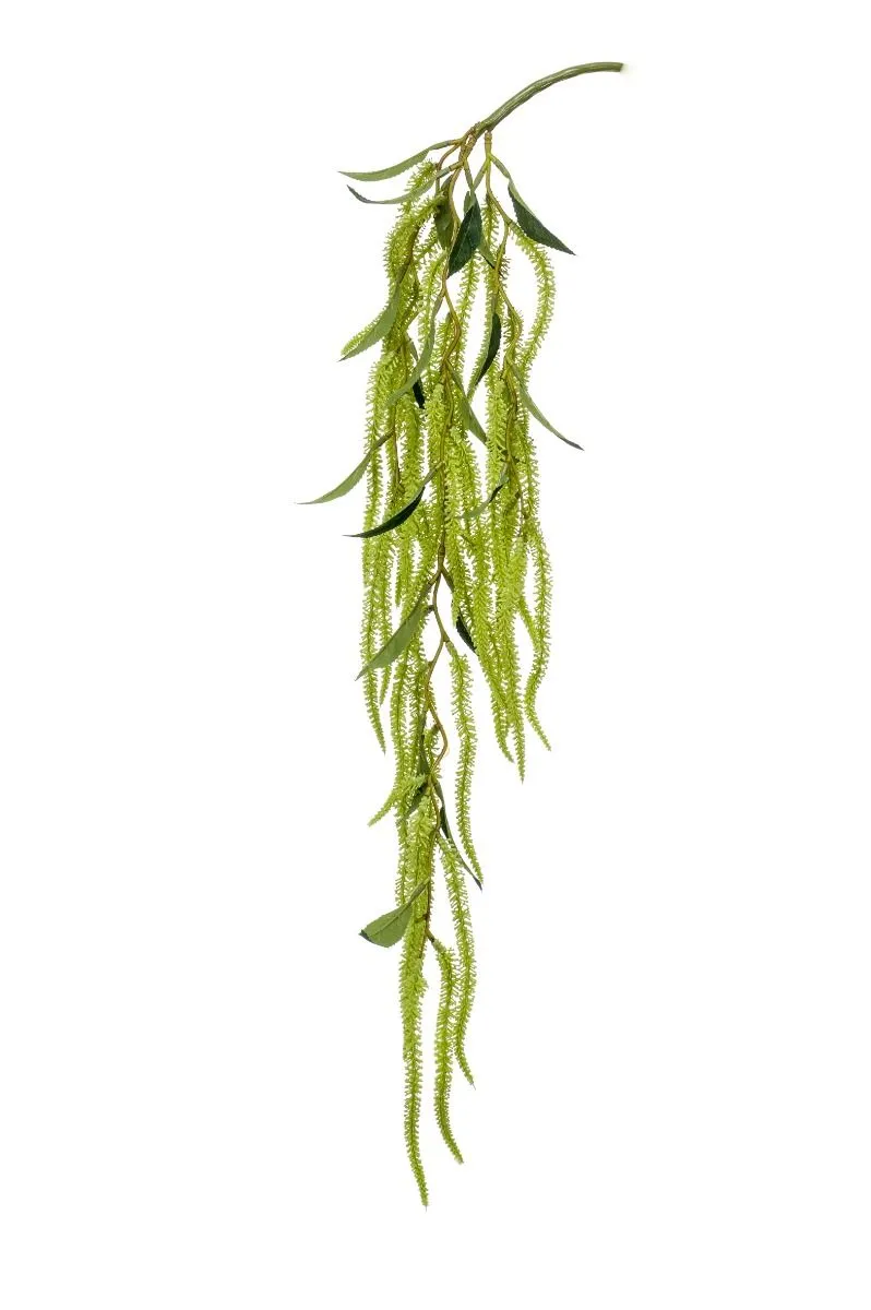 Amarantus Zeleni - 70 cm