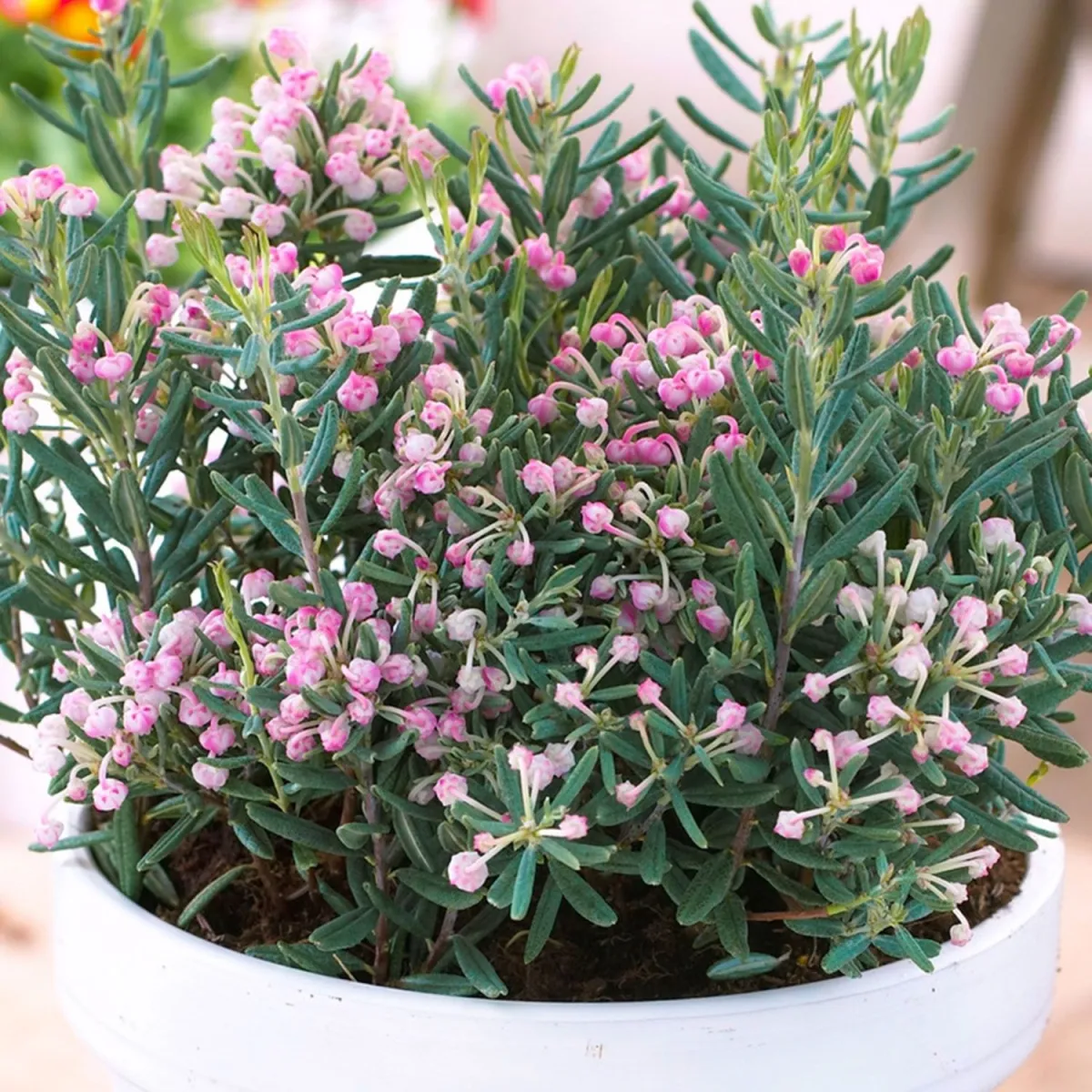 Andromeda polifolia 'Blue Ice' – C5 L – 20/40 cm