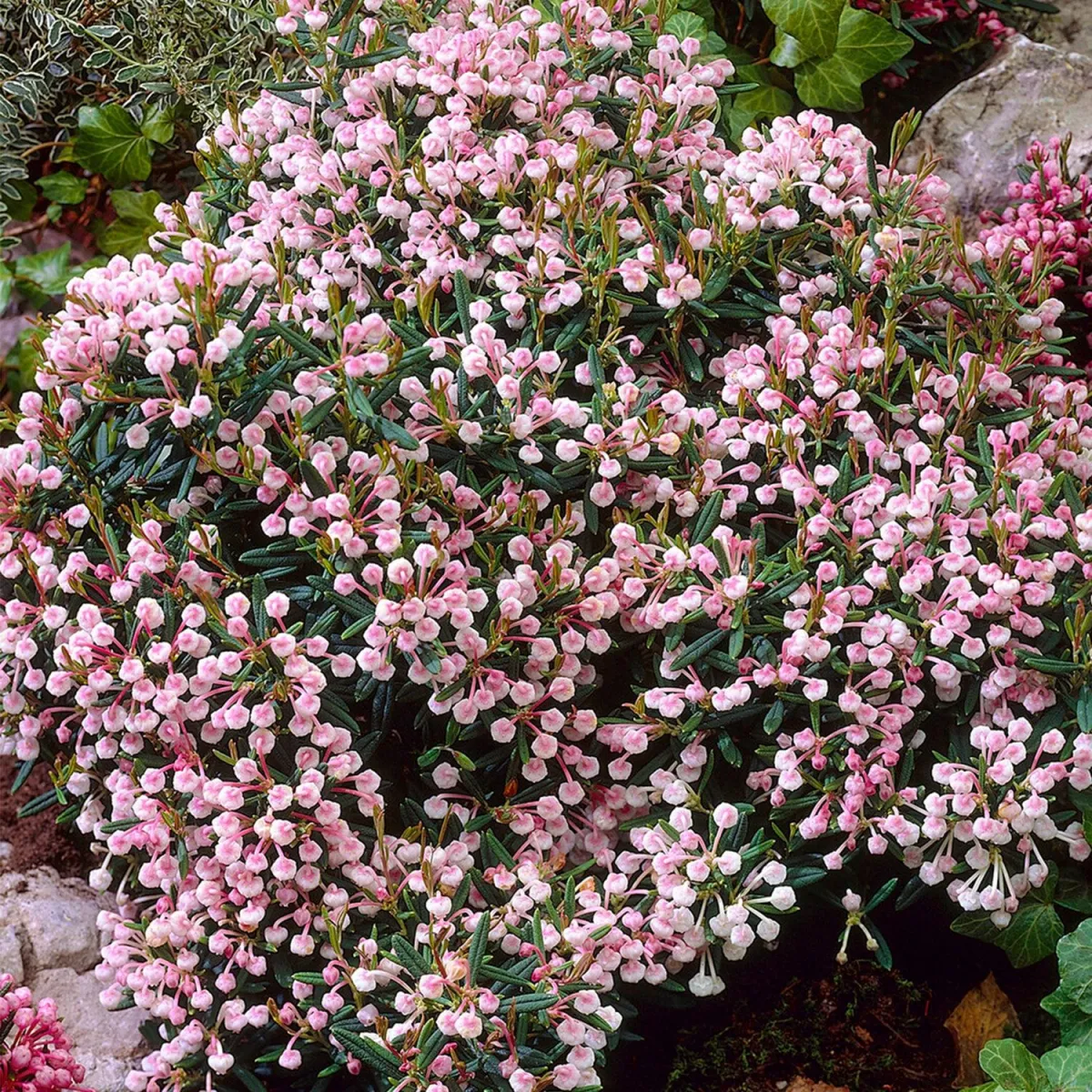 Andromeda polifolia 'Compacta' - C2 L - 20/25 cm