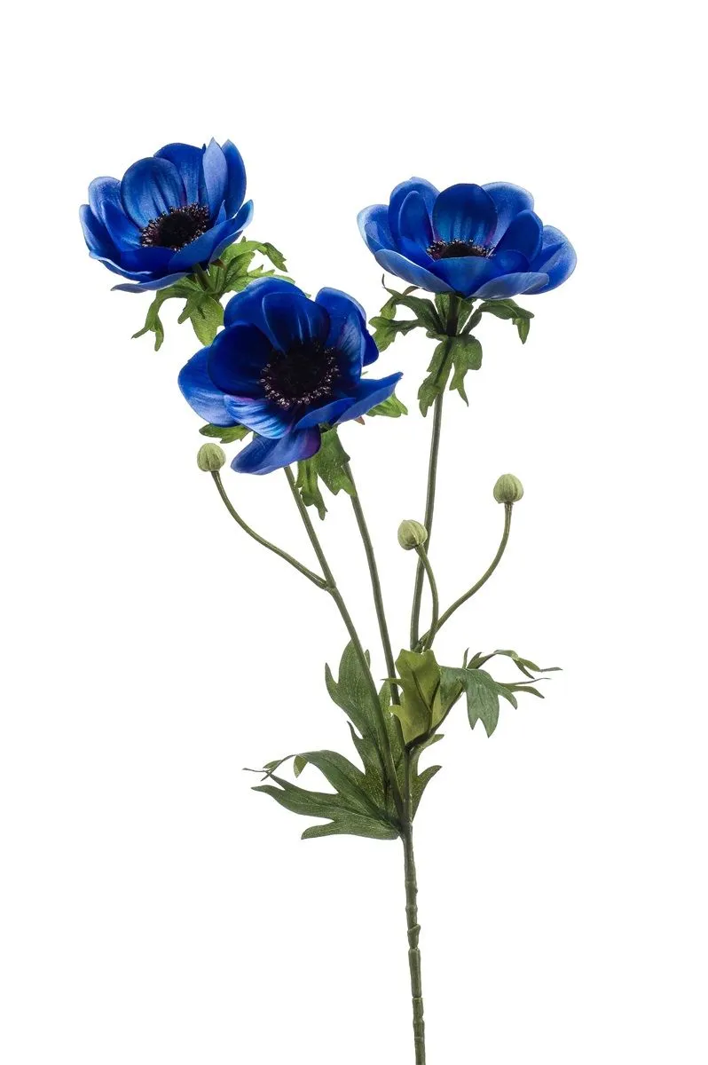 Anemone - grana plava - 75 cm