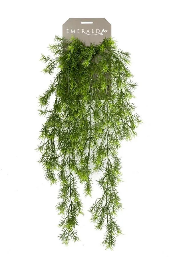 Asparagus Viseći - 75 cm