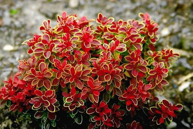 Berberis 'Admiration' - C2L - 20/30 cm