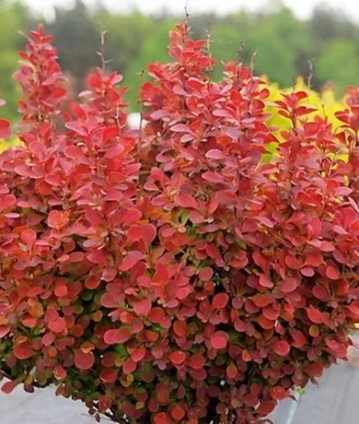 Berberis thunbergii 'Florence' - C2L - 15/20 cm
