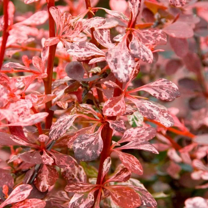 Berberis thunbergii 'Harlequin' - P12 - 30/40 cm