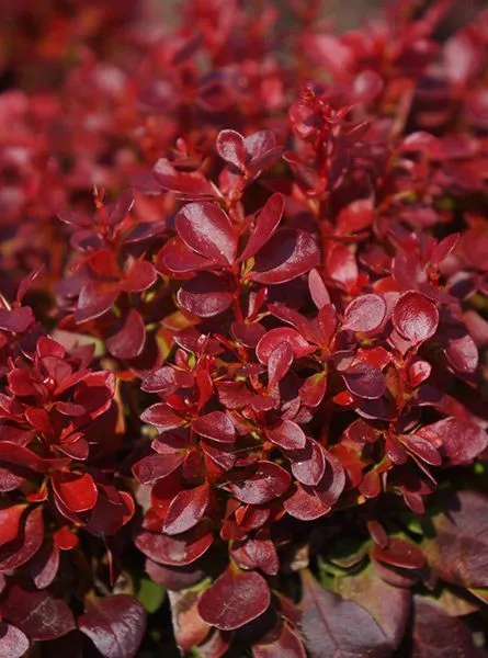 Berberis thunbergii 'Red Compact' - C2L - 20/30 cm