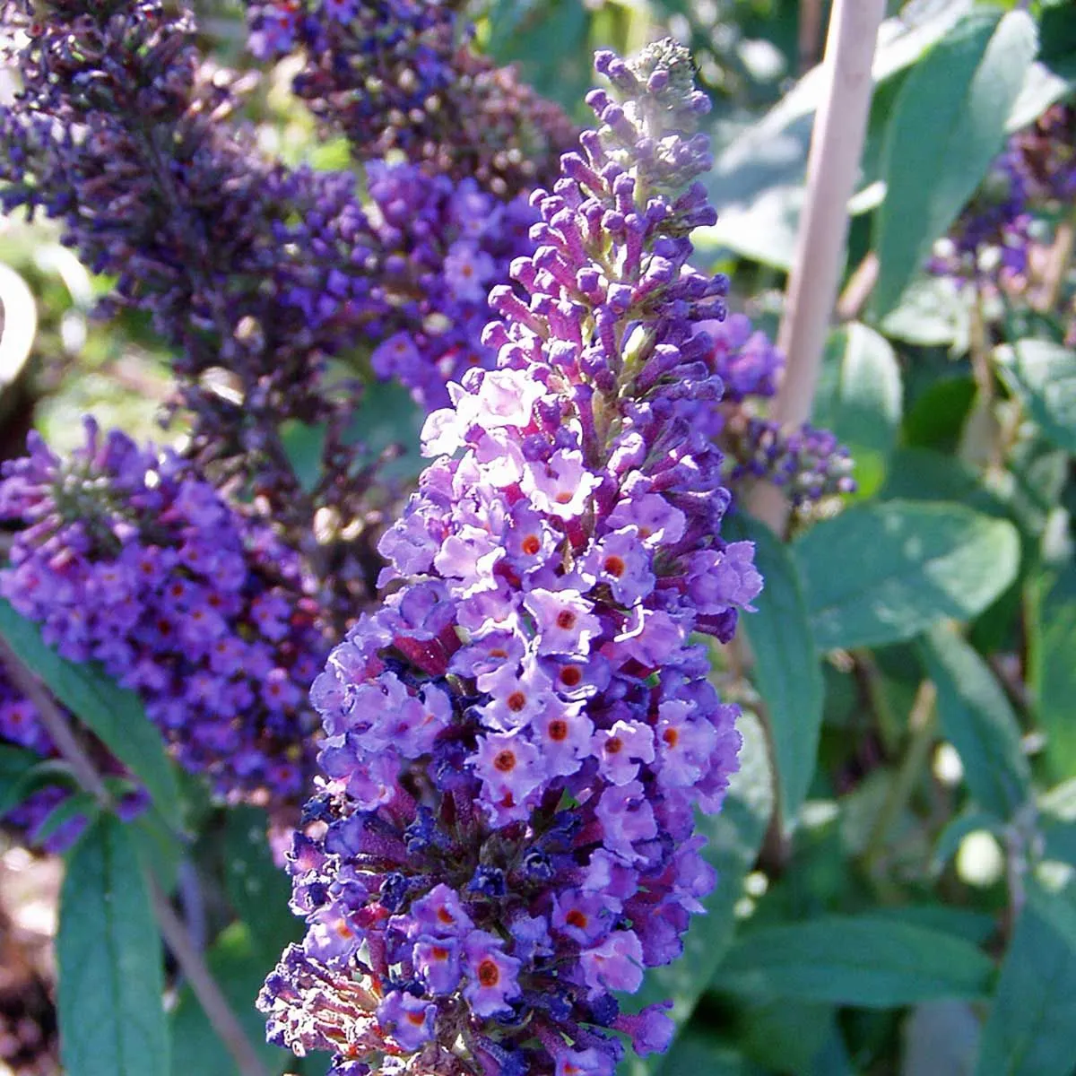 Buddleia davidii 'Empire Blue' - P17 - 20/40 cm