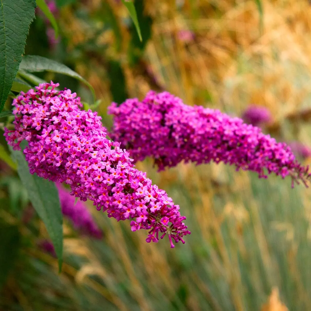 Buddleia davidii 'Royal Red' - P17 - 20/40 cm