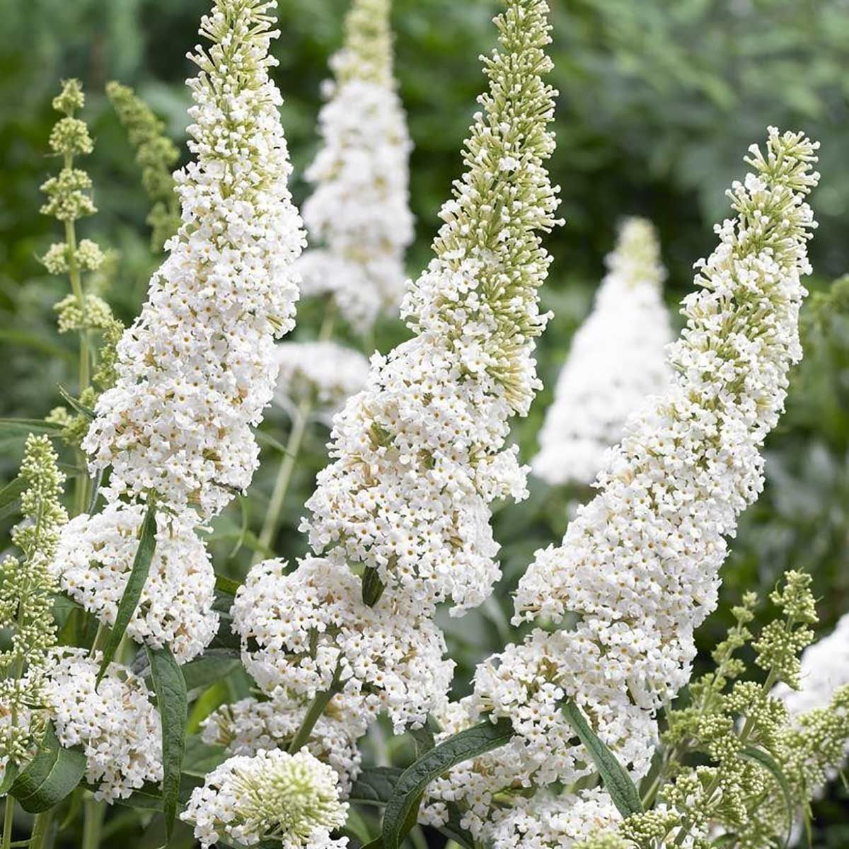Buddleia davidii 'White Profusion'  - C3 L - 70/100 cm