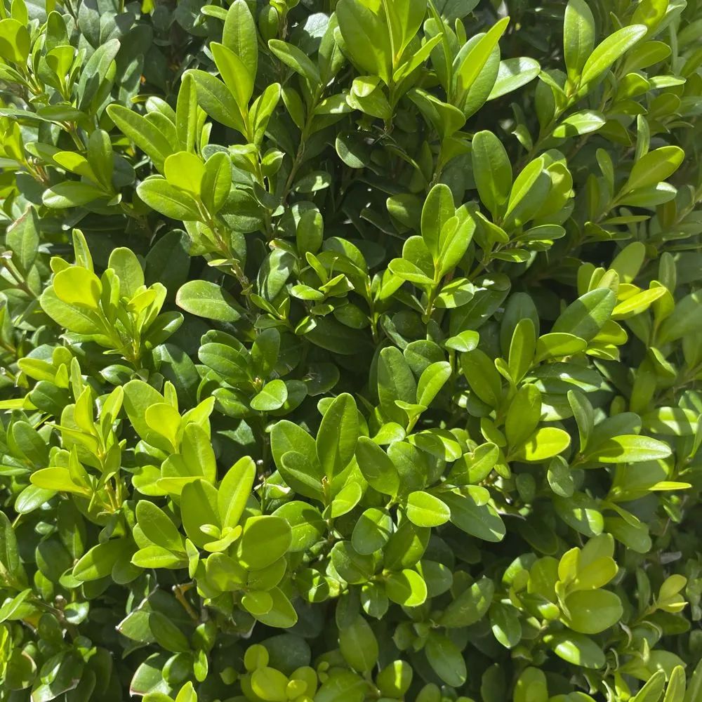 Buxus microphylla 'Faulkner' - C70 L - 4 Lopte