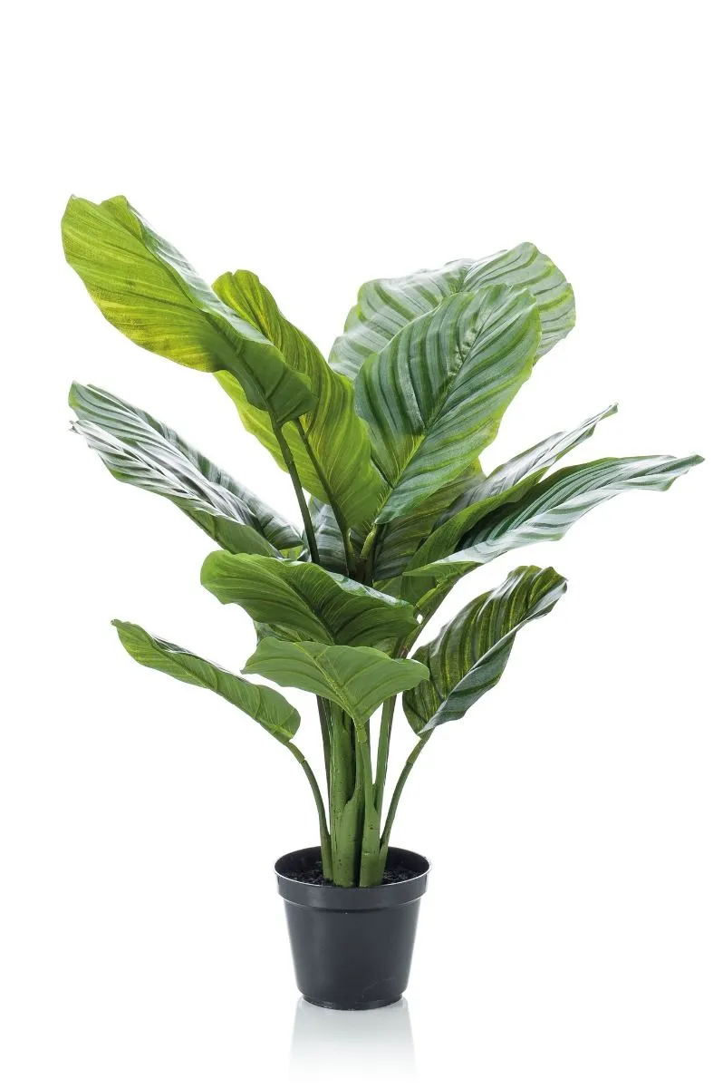 Calathea Orbifolia U Saksiji - 60 cm