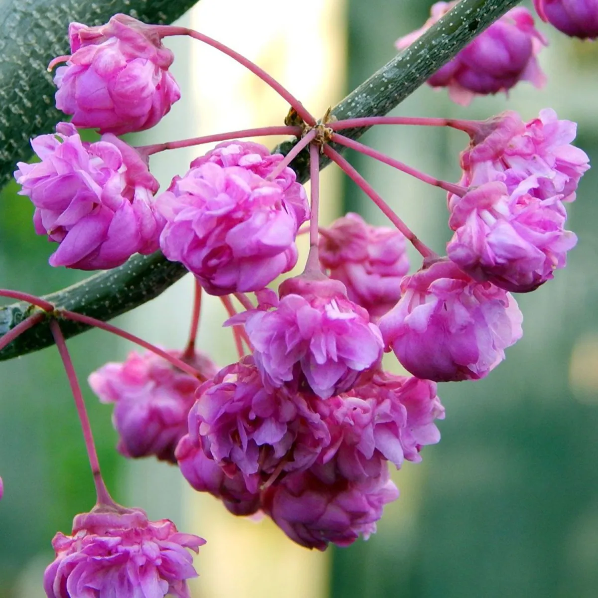 Cercis 'Pink Pom Pon' - C4 L - 30 /40 cm