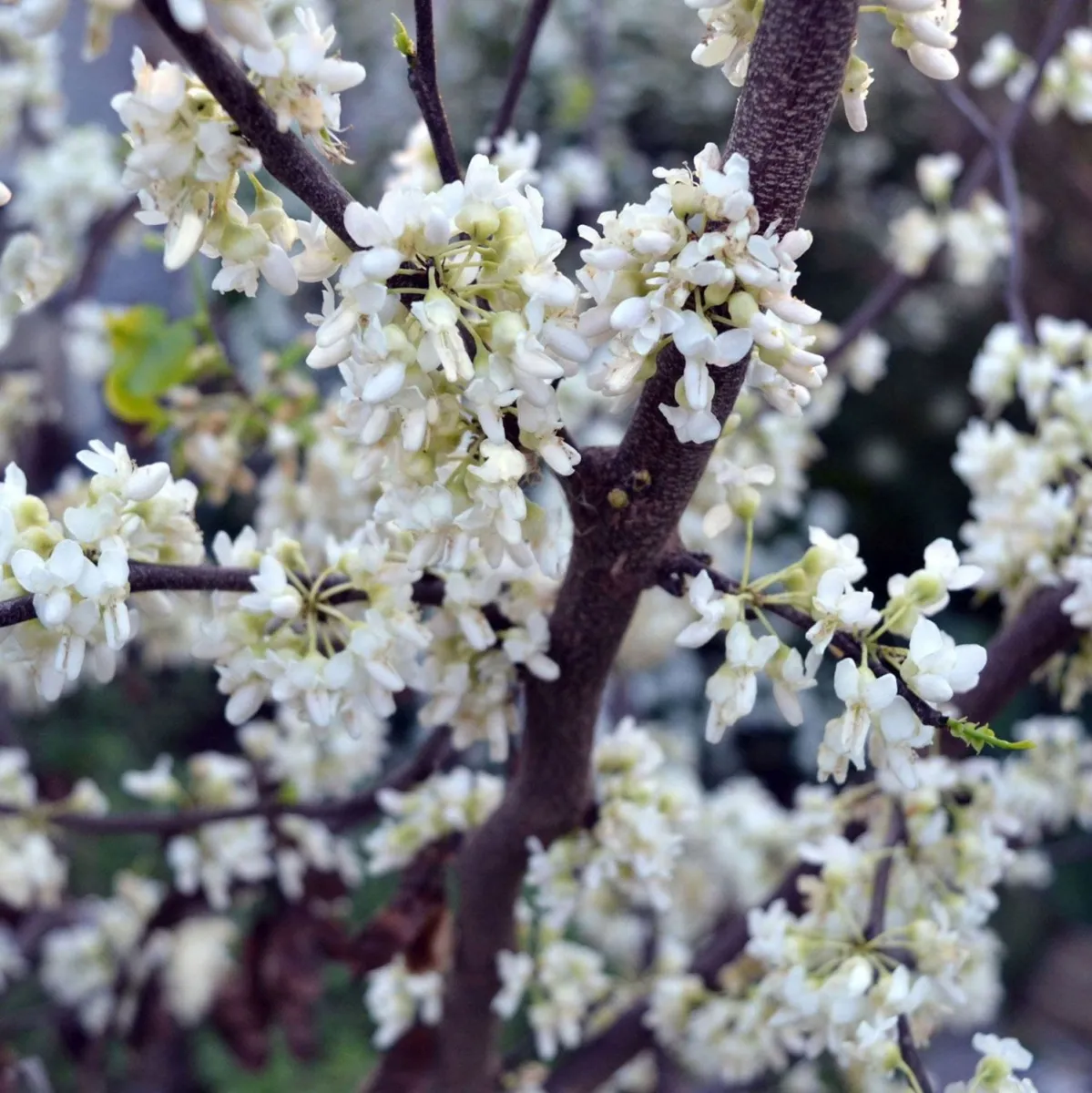 Cercis 'Royal White' - C4 L - 30 /40 cm