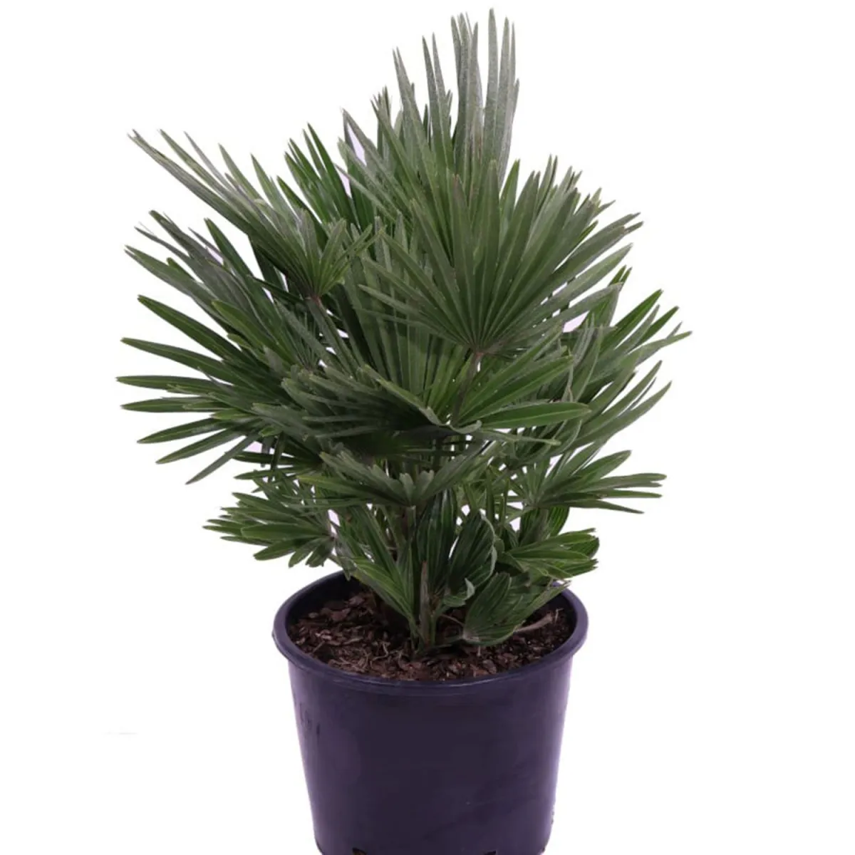 Chamaerops humilis Compacta - C15 L - 60/80 cm