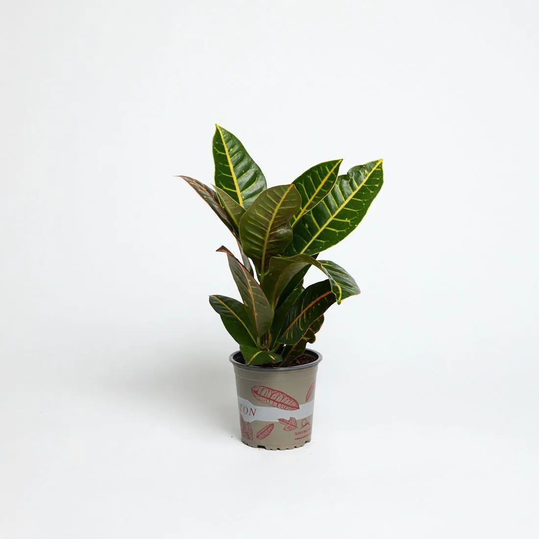 Codiaeum variegatum 'Petra' - saksija 13 cm / visina 50 cm