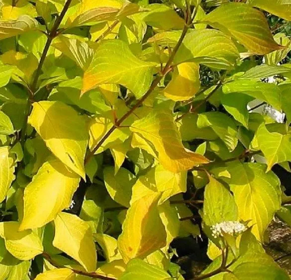 Cornus alba 'Aurea' - C3 L - 40/50 cm
