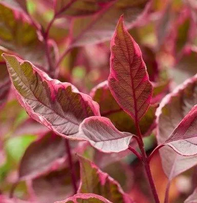 Cornus alba 'Miracle' - C10 L - 30/40 cm