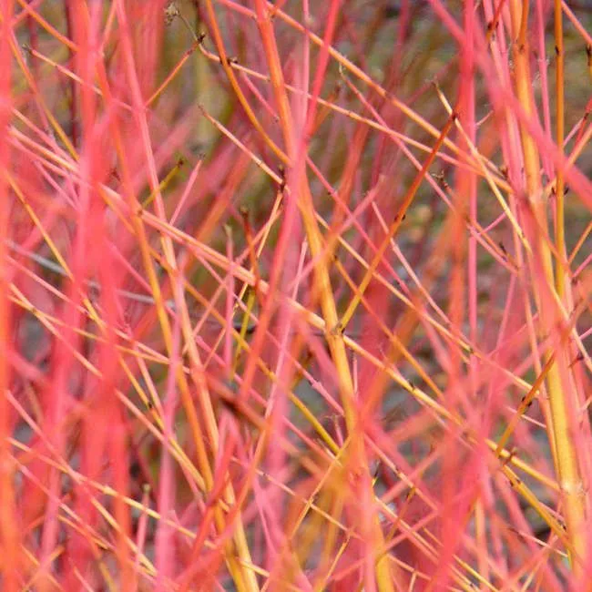 Cornus sanguinea 'Midwinter Fire' - C2 L - 40/50 cm