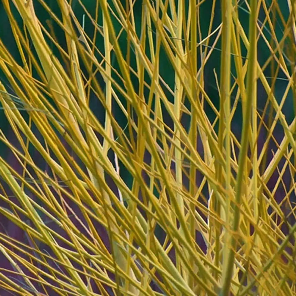 Cornus sericea 'Flaviramea' - C5 L - 50/60 cm