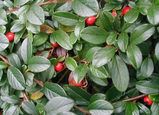 Cotoneaster dammeri 'Major' - P13