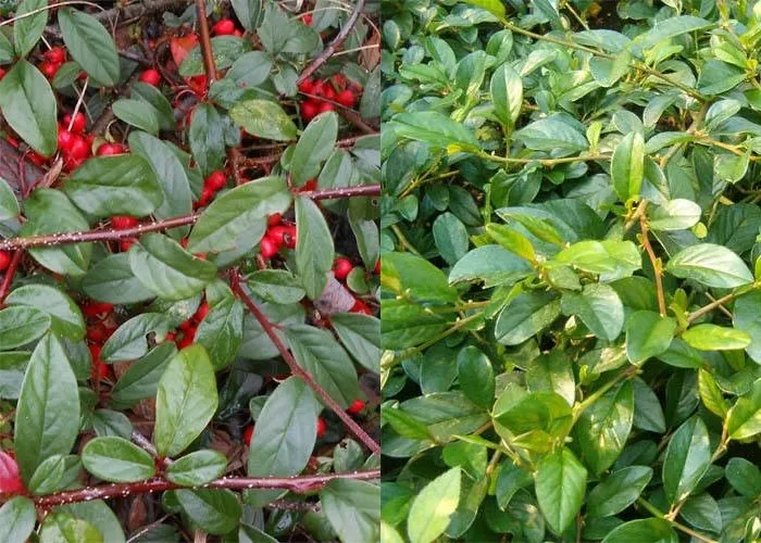Cotoneaster hybrid 'Bella' - P15 - 20/25 cm