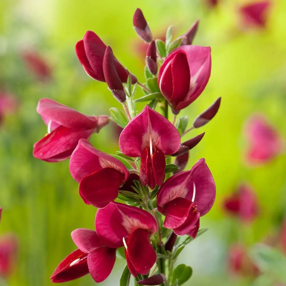 Cytisus 'Boskoop Ruby' - P15 - 30/40 cm