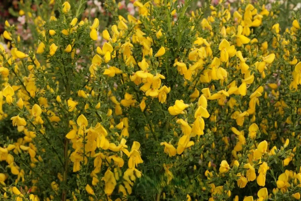 Cytisus 'Luna' - P15 - 30/40 cm