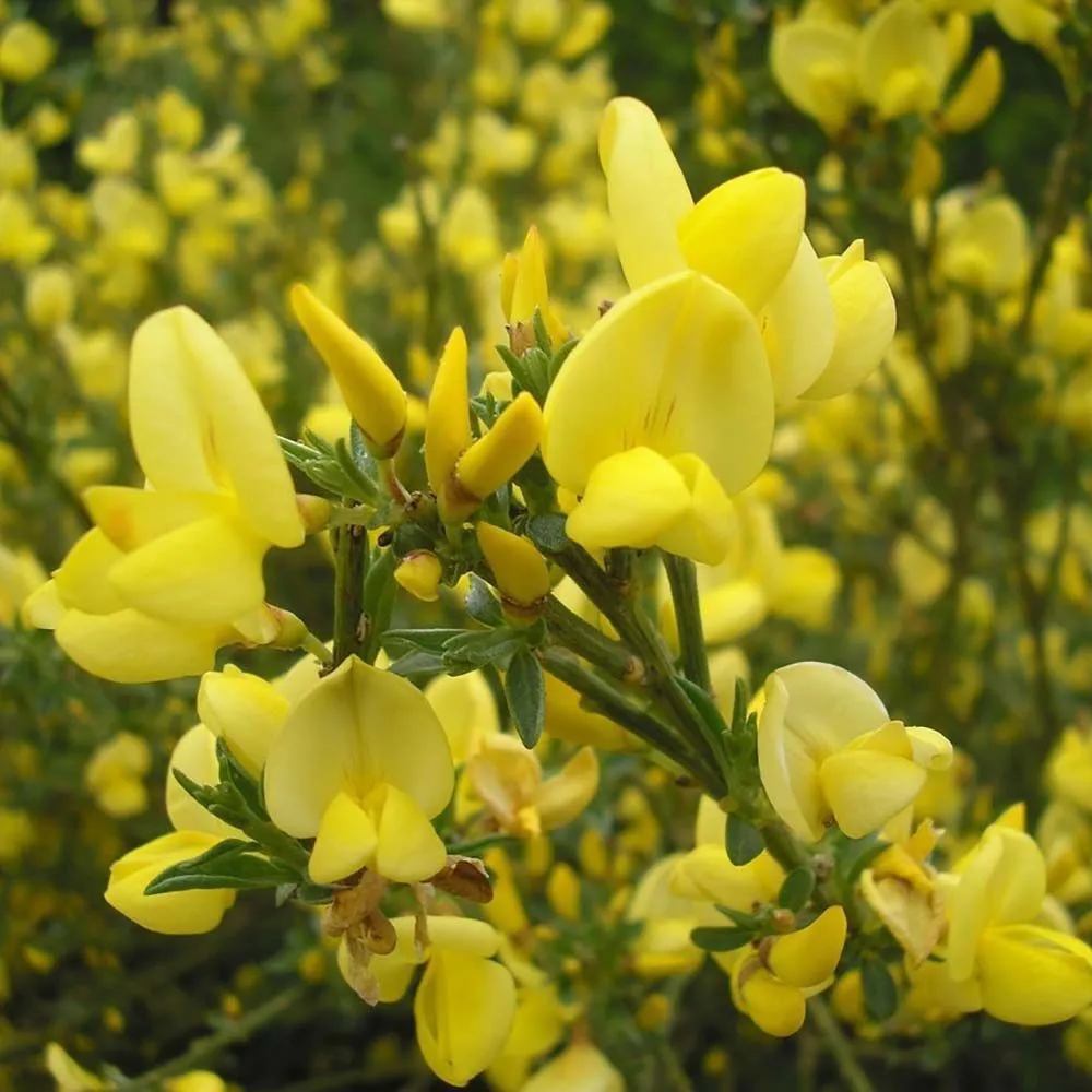 Cytisus praecox - P15 - 30/40 cm