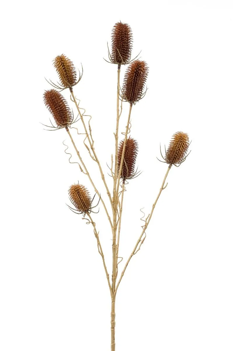 Dipsacus Braon - 7 Grana - 105 cm