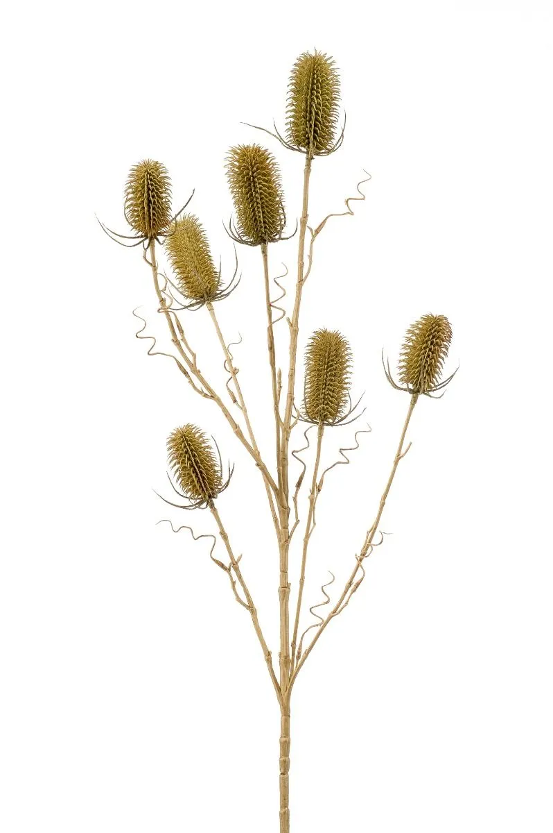 Dipsacus Zelena - 7 Grana - 105 cm