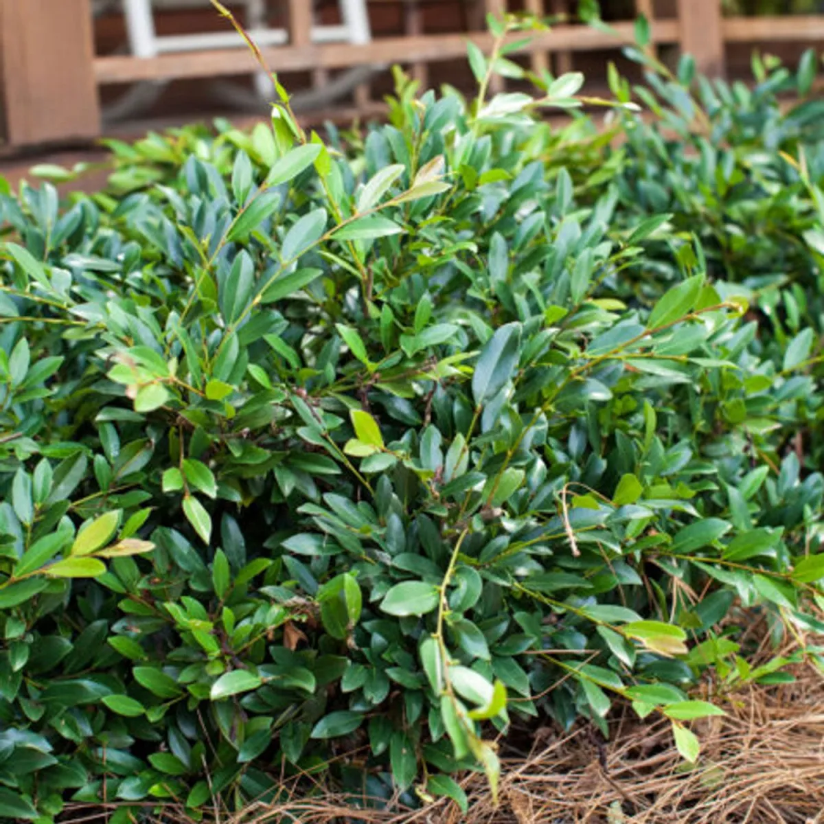 Distylium 'Vintage Jade' C 3l