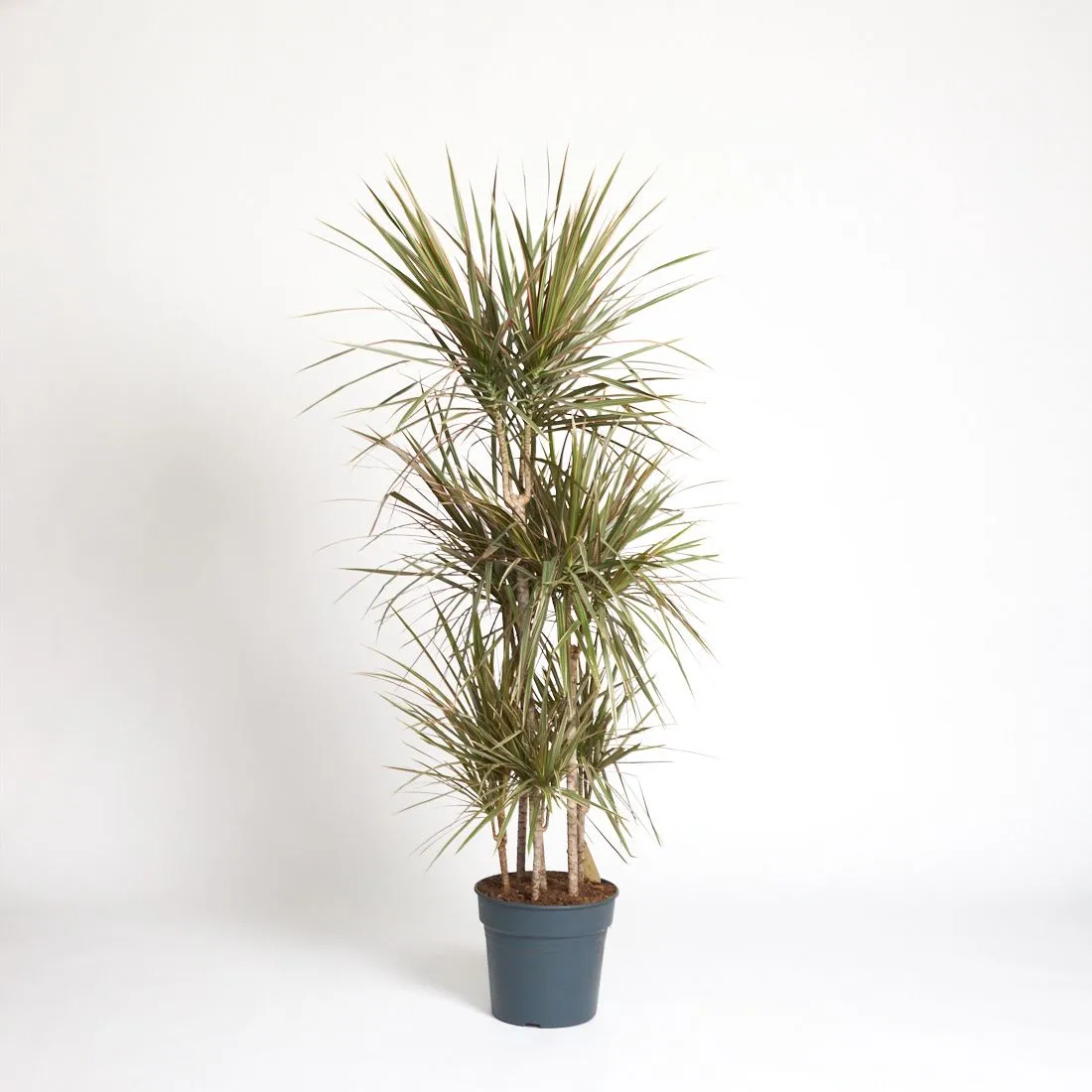 Dracaena marginata 'Bicolor' carrousel - saksija 31 cm / visina 150 cm