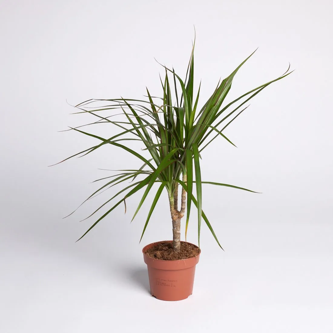 Dracaena marginata mix - saksija 11 cm / visina 45 cm