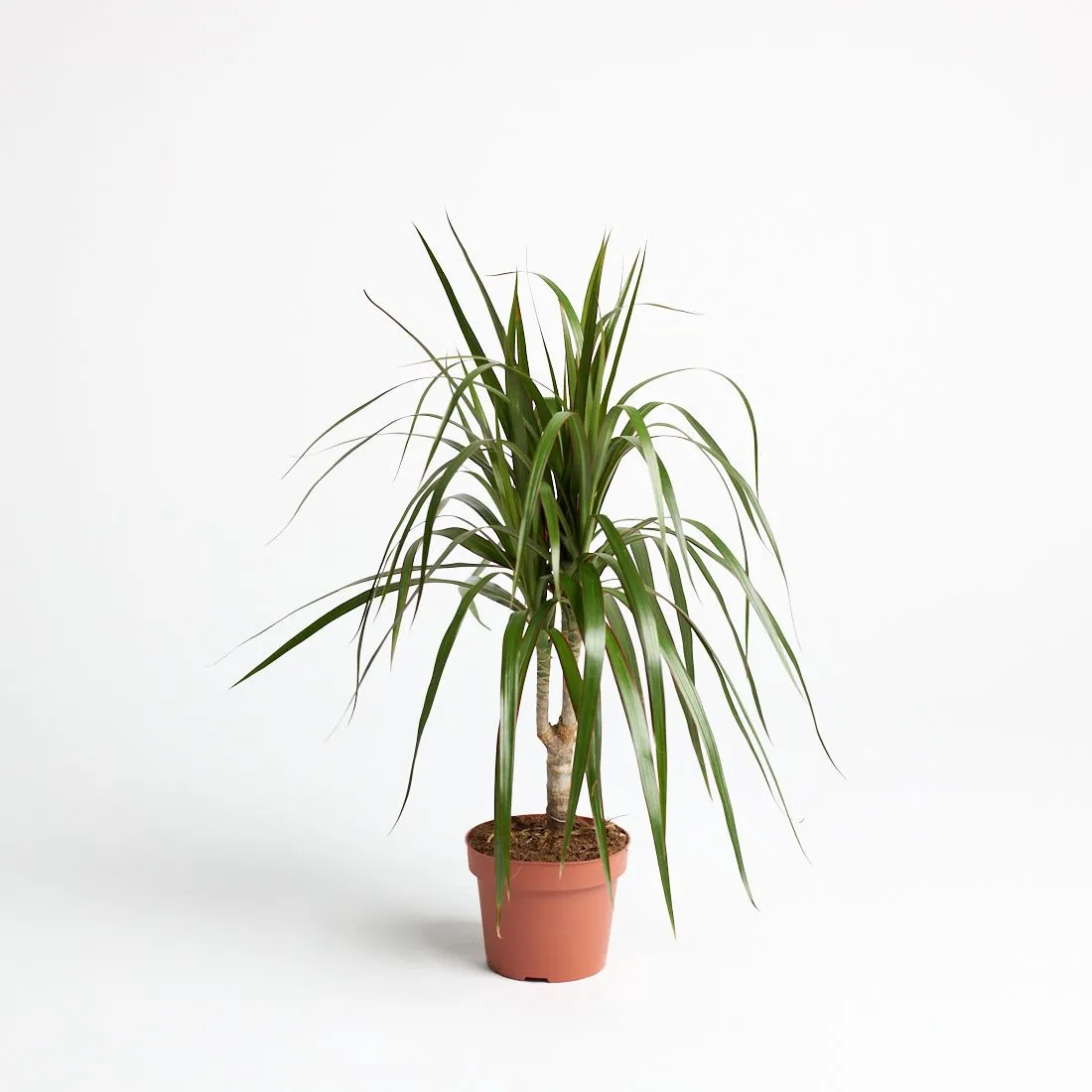 Dracaena marginata mix - saksija 12 cm / visina 45 cm