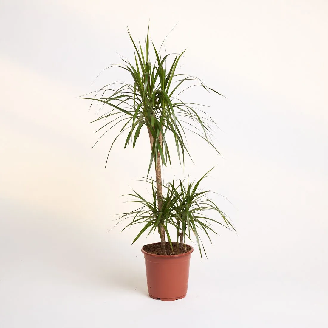 Dracaena marginata - saksija 21 cm / visina 95 cm