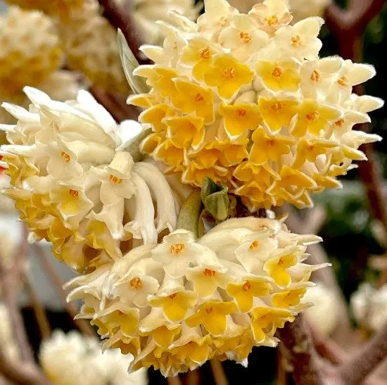 Edgeworthia chrys. 'Grandiflora' - C3 L - 40/50 cm