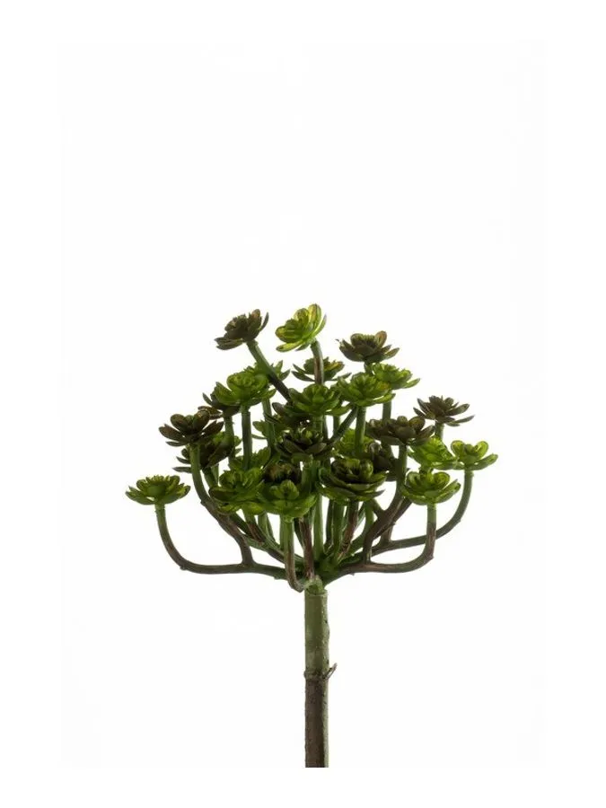 Eheverija Zelena - 20 cm