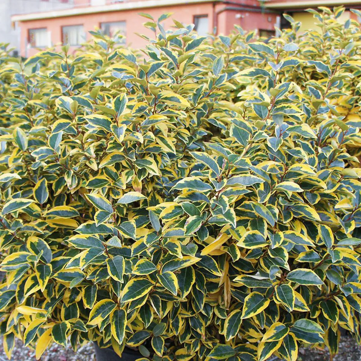 Elaeagnus ebb. 'Gilt Edge' - C10 L - 40/50 cm