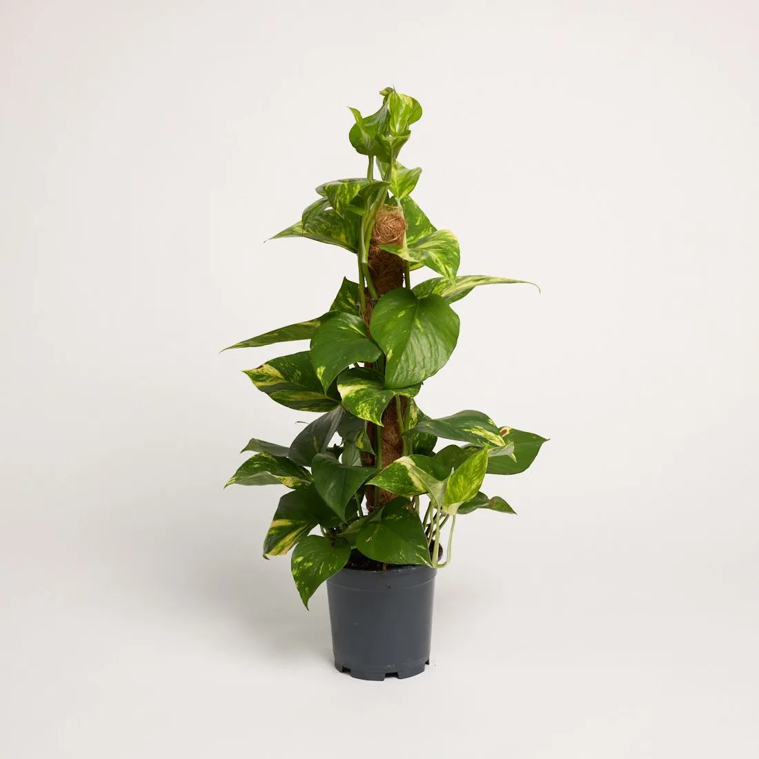 Epipremnum aureum - moss - saksija 15 cm / visina 50 cm
