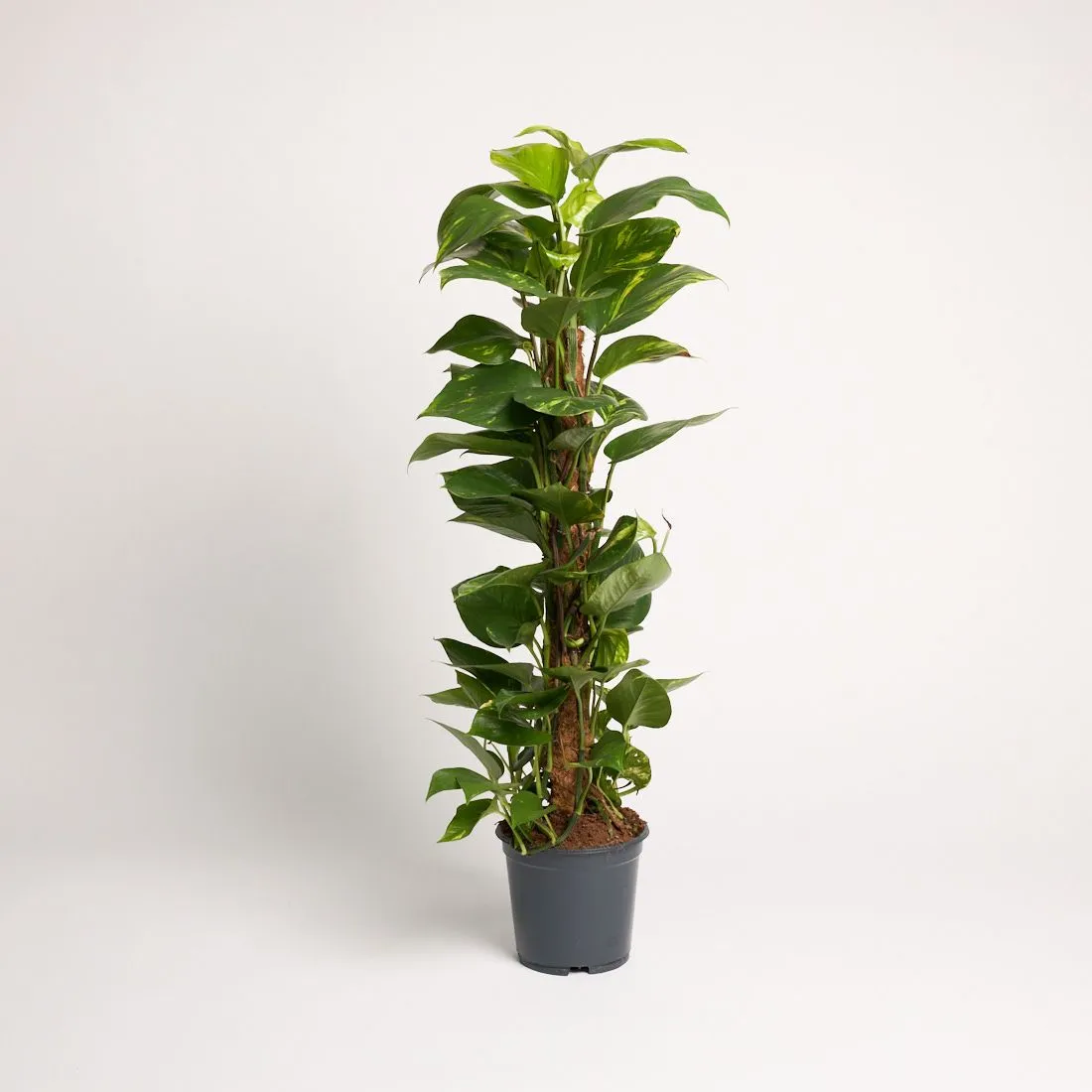 Epipremnum aureum - moss - saksija 19 cm / visina 80 cm