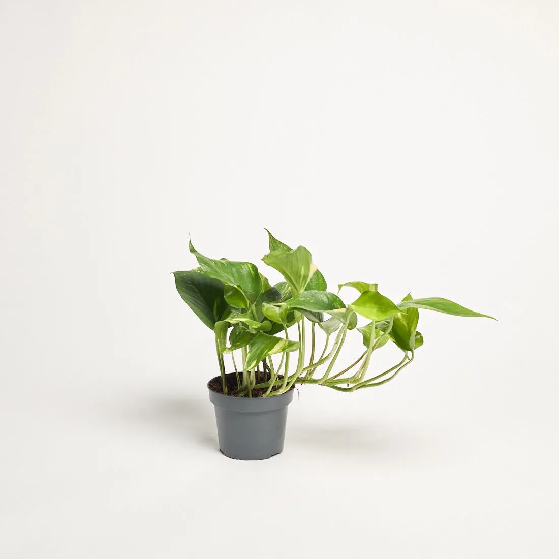 Epipremnum aureum - saksija 12 cm / visina 20 cm