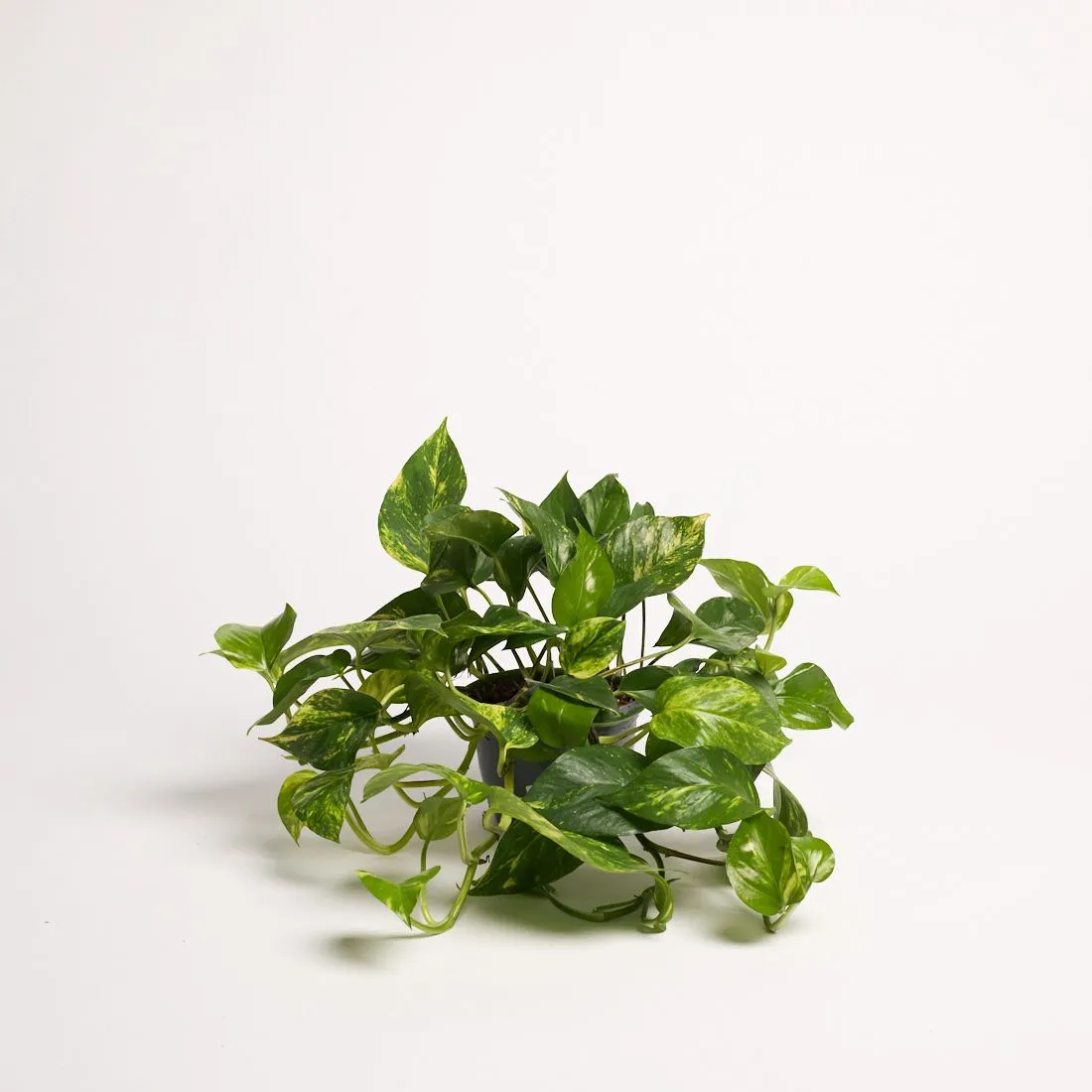 Epipremnum hanging - saksija 15 cm / visina 45 cm