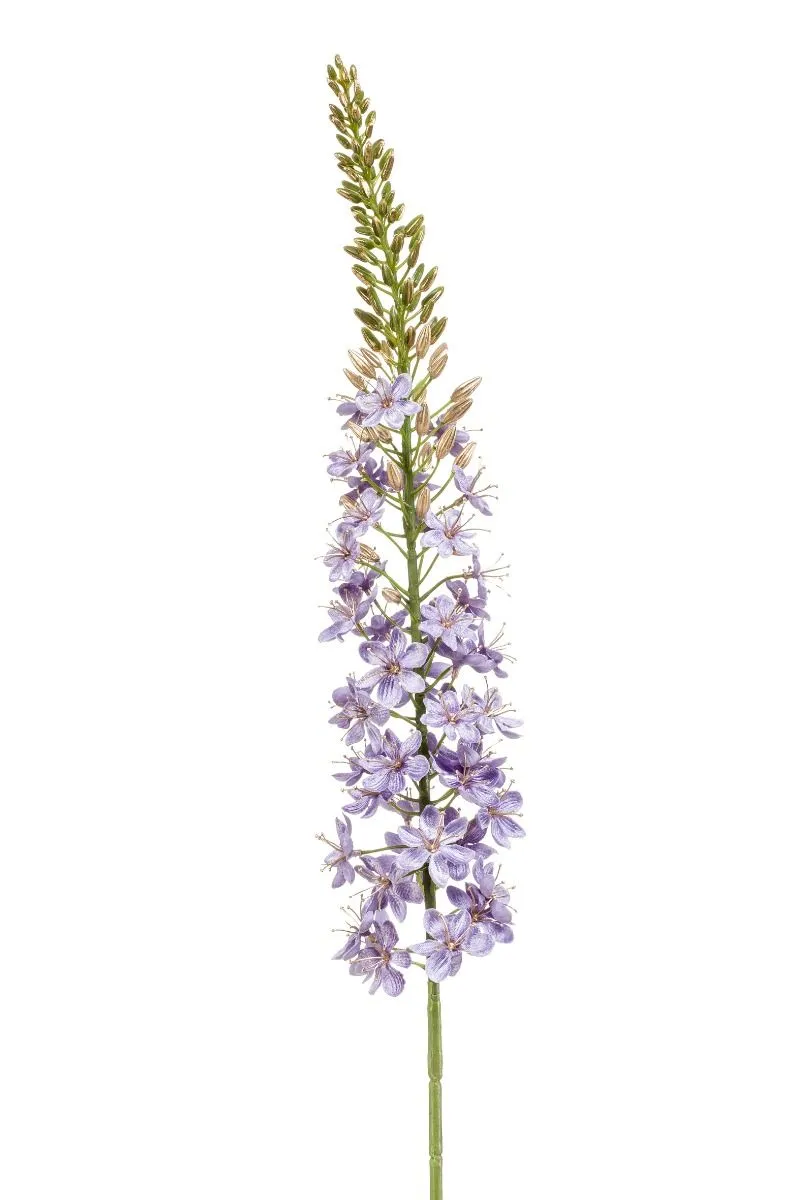 Eremurus Zlatna