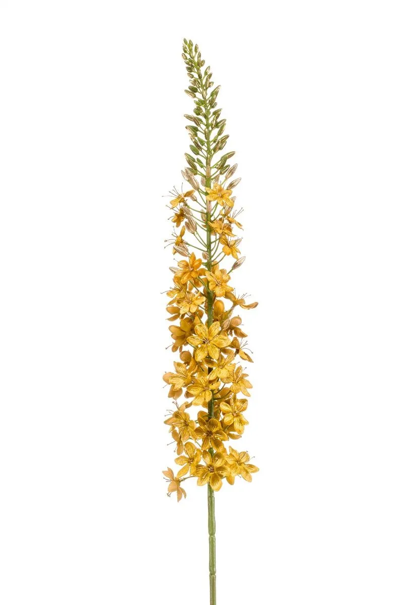Eremurus Zlatna