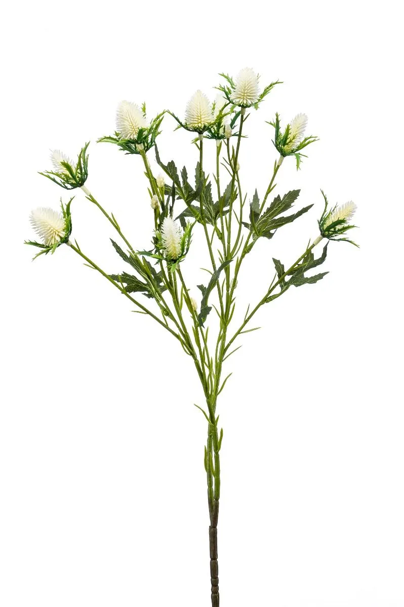Eryngium Krem - 2 Grane - 68 cm
