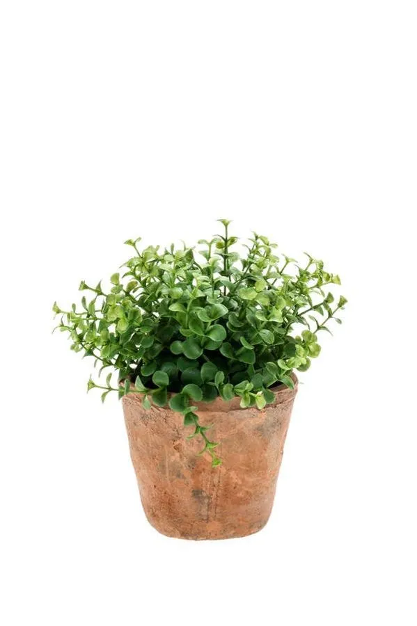 Eukaliptus Žbun Zeleni - 20 cm
