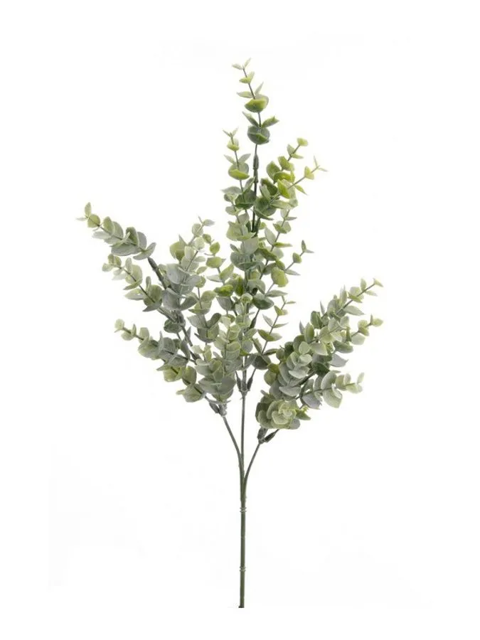 Eukaliptus Grana - 68 cm