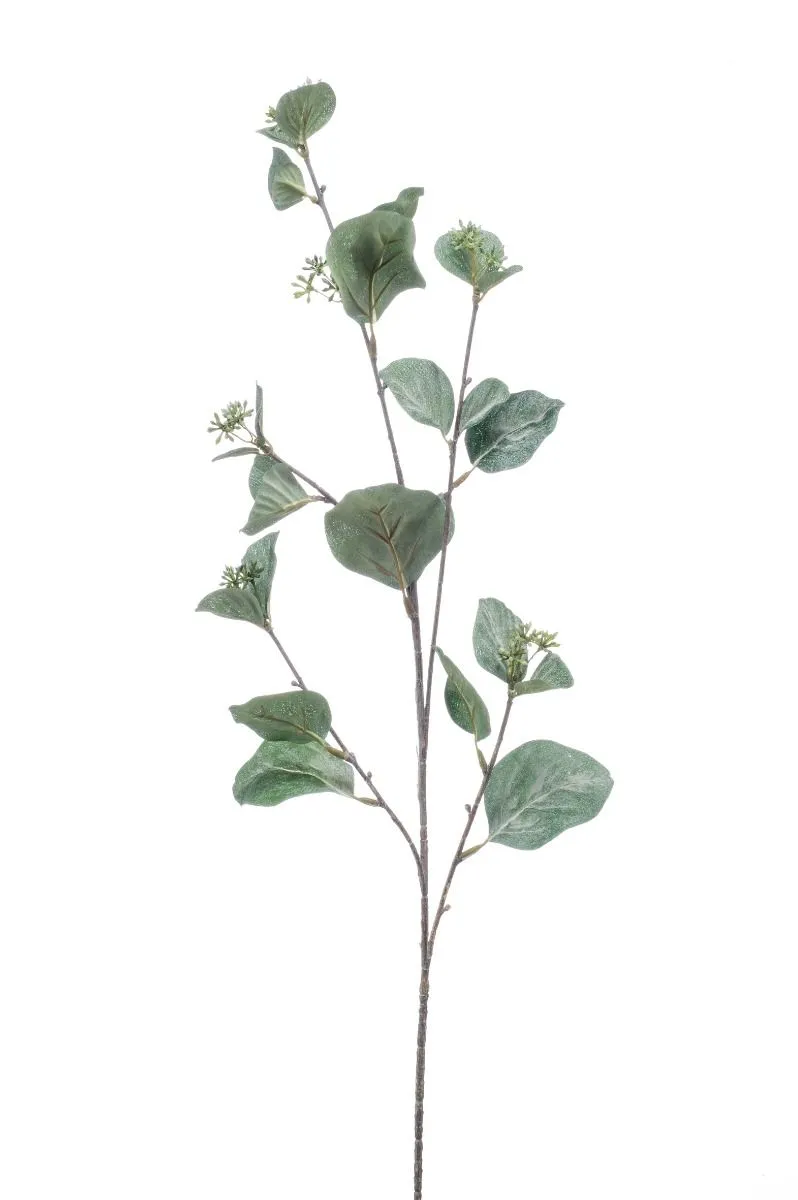 Eukaliptus Grana - 80 cm