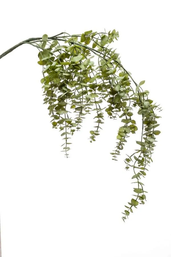 Eukaliptus Viseći - 120 cm