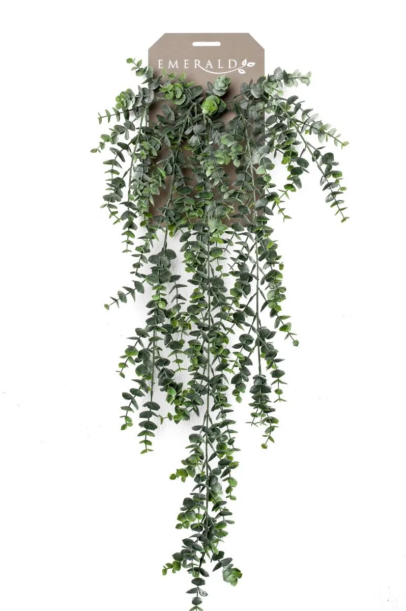 Eukaliptus Viseći - 75 cm
